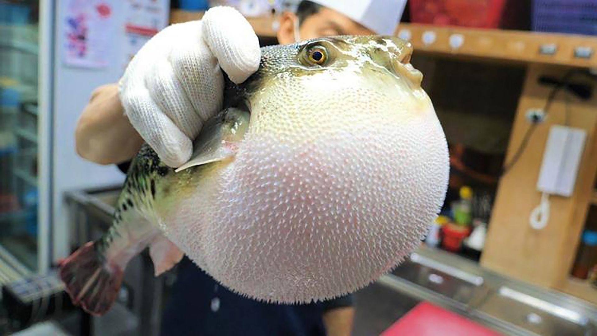 河豚有毒吗